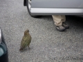 Kea, Arthurs Pass, Otira Point