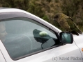 Kea, Arthurs Pass, Otira Point