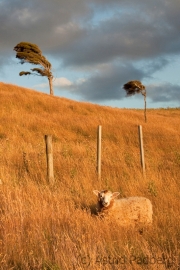 Otago, Portobello