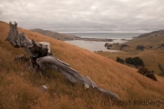 Otago, Harbour Cone