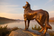 Lake Tekapo, Shepard dog