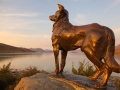 Lake Tekapo, Shepard dog