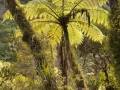 Punakaiki, Pororari Riverloop