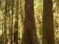 Punakaiki, Pororari Riverloop