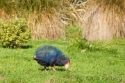 Takahe;Takahe;Südinseltakahe;Porphyrio hochstetteri;Purpurhuhn