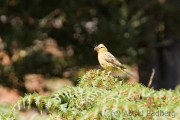 Emberiza citrinella, Goldammer