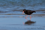 Surat Bay, Neuseeland Austernfischer;Haematopus unicolor;torea-p