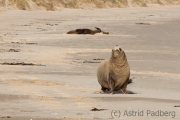 Surat Bay, Neuseeland Seelöwe;Hooker's Sealion;New Zealand Sealion;Neophoca hookeri