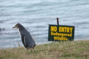 Moeraki, Gelbaugenpinguin;Megadyptes antipodes;Hoiho;Yellow-eyed Penguin