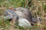 Moeraki, Gelbaugenpinguin;Megadyptes antipodes;Hoiho;Yellow-eyed Penguin