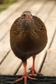 Weka;Ralle;Gallirallus australis