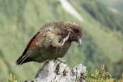 Kea;Bergpapagei;Nestor notabilis