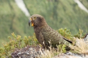 Kea;Bergpapagei;Nestor notabilis