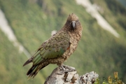 Kea;Bergpapagei;Nestor notabilis