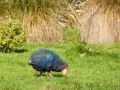 Takahe;Takahe;Südinseltakahe;Porphyrio hochstetteri;Purpurhuhn