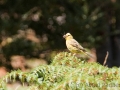 Emberiza citrinella, Goldammer