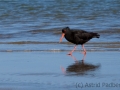 Surat Bay, Neuseeland Austernfischer;Haematopus unicolor;torea-p