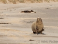 Surat Bay, Neuseeland Seelöwe;Hooker's Sealion;New Zealand Sealion;Neophoca hookeri