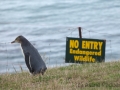 Moeraki, Gelbaugenpinguin;Megadyptes antipodes;Hoiho;Yellow-eyed Penguin