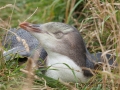 Moeraki, Gelbaugenpinguin;Megadyptes antipodes;Hoiho;Yellow-eyed Penguin