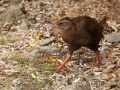 Weka;Ralle;Gallirallus australis