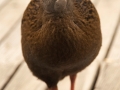 Weka;Ralle;Gallirallus australis