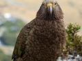 Kea;Bergpapagei;Nestor notabilis