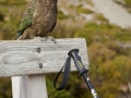 Kea;Bergpapagei;Nestor notabilis