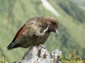 Kea;Bergpapagei;Nestor notabilis