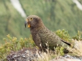 Kea;Bergpapagei;Nestor notabilis