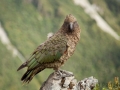 Kea;Bergpapagei;Nestor notabilis