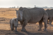 Breitmaul Nashorn (Südliches)