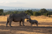 Breitmaul Nashorn (Südliches)