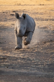 Breitmaul Nashorn (Südliches)