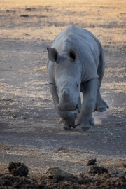 Breitmaul Nashorn (Südliches)