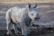 Breitmaul Nashorn (Südliches)