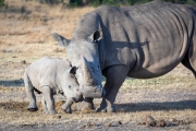 Breitmaul Nashorn (Südliches)