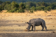 Breitmaul Nashorn (Südliches)