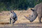 Breitmaul Nashorn (Südliches)