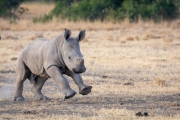 Breitmaul Nashorn (Südliches)