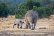 Breitmaul Nashorn (Südliches)