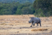 Breitmaul Nashorn (Südliches)