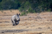 Breitmaul Nashorn (Südliches)