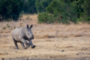 Breitmaul Nashorn (Südliches)