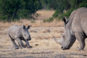 Breitmaul Nashorn (Südliches)