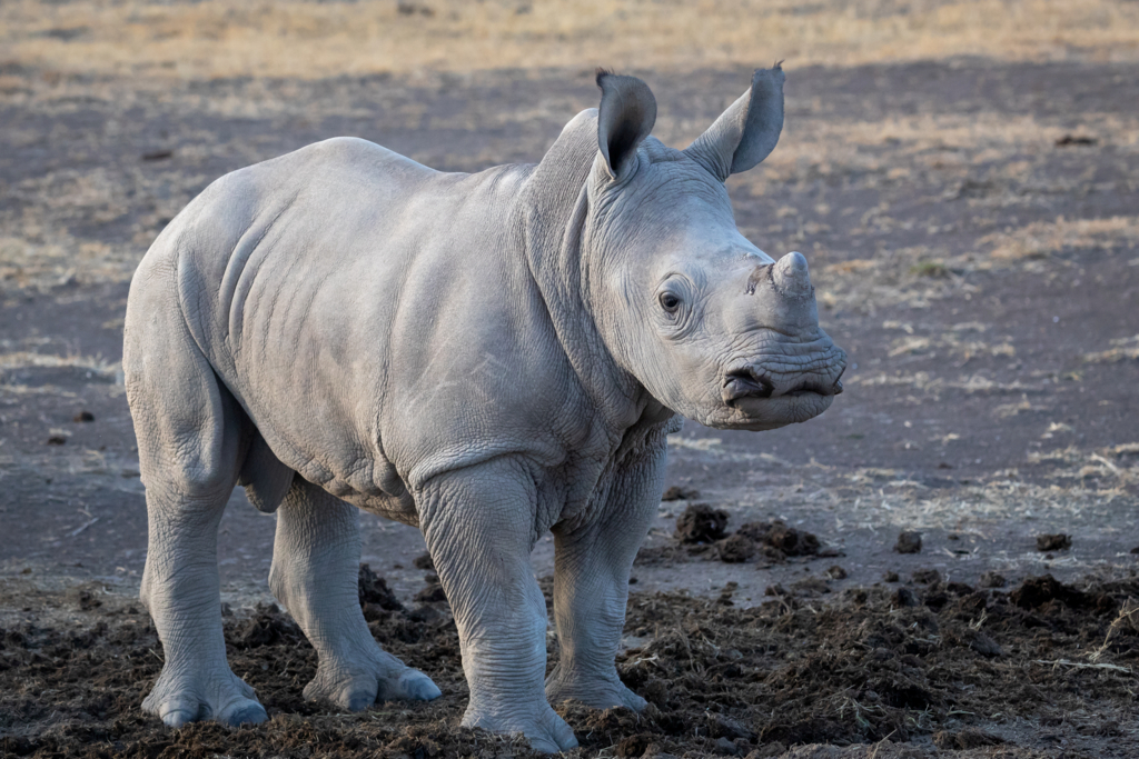 Breitmaul Nashorn (Südliches)