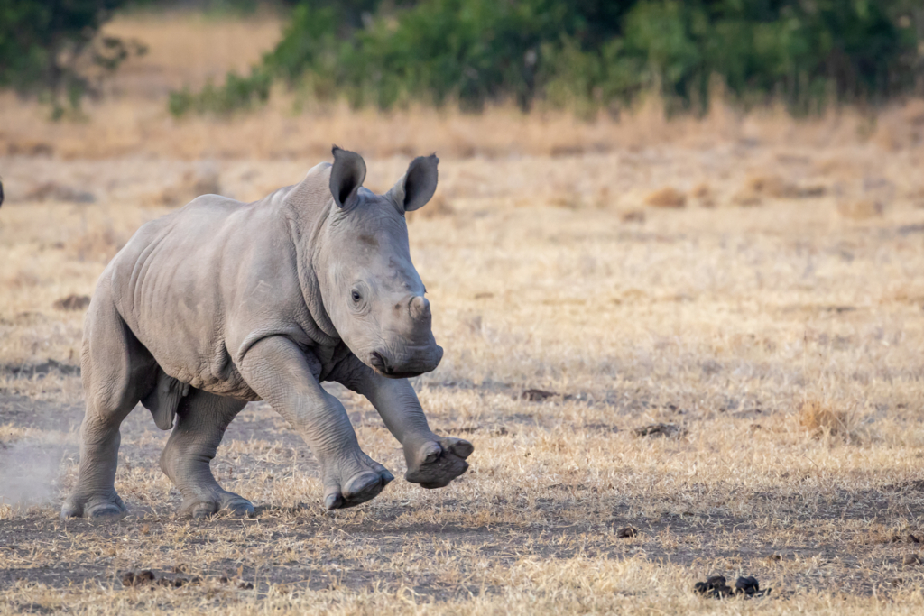 Breitmaul Nashorn (Südliches)