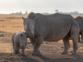 Breitmaul Nashorn (Südliches)