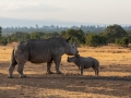 Breitmaul Nashorn (Südliches)