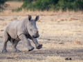 Breitmaul Nashorn (Südliches)